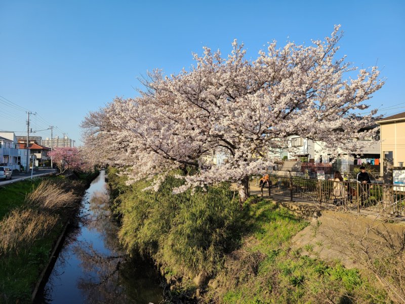 Galaxy S20  5G　作例　等倍　桜