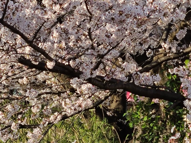 Galaxy S20  5G　作例　10倍ズーム　桜