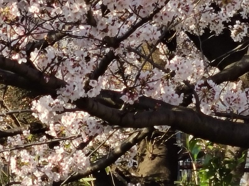 Galaxy S20  5G　作例　20倍ズーム　桜