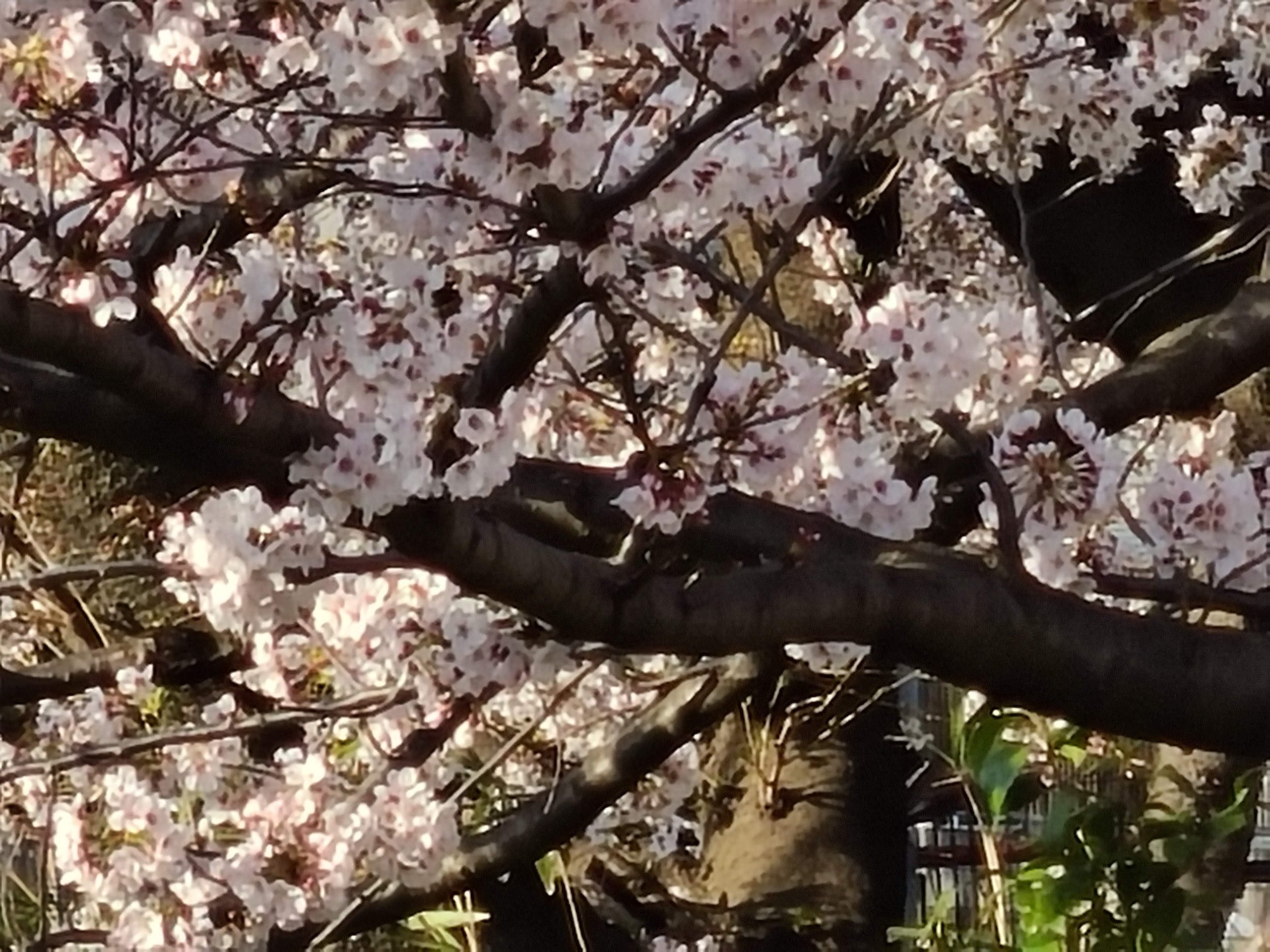 Galaxy S20  5G　作例　20倍ズーム　桜