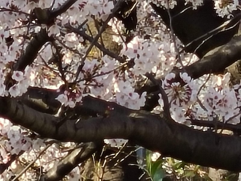 Galaxy S20  5G　作例　30倍ズーム　桜