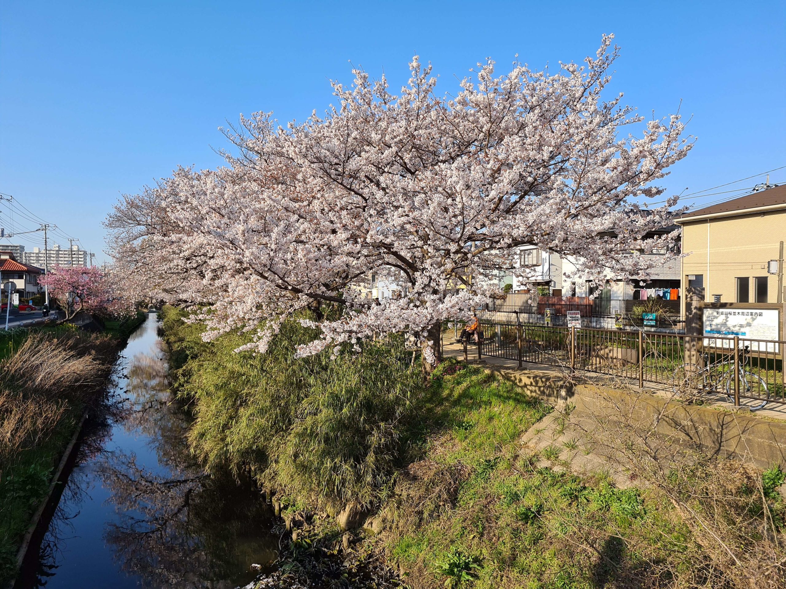 Galaxy S20+ 作例　桜