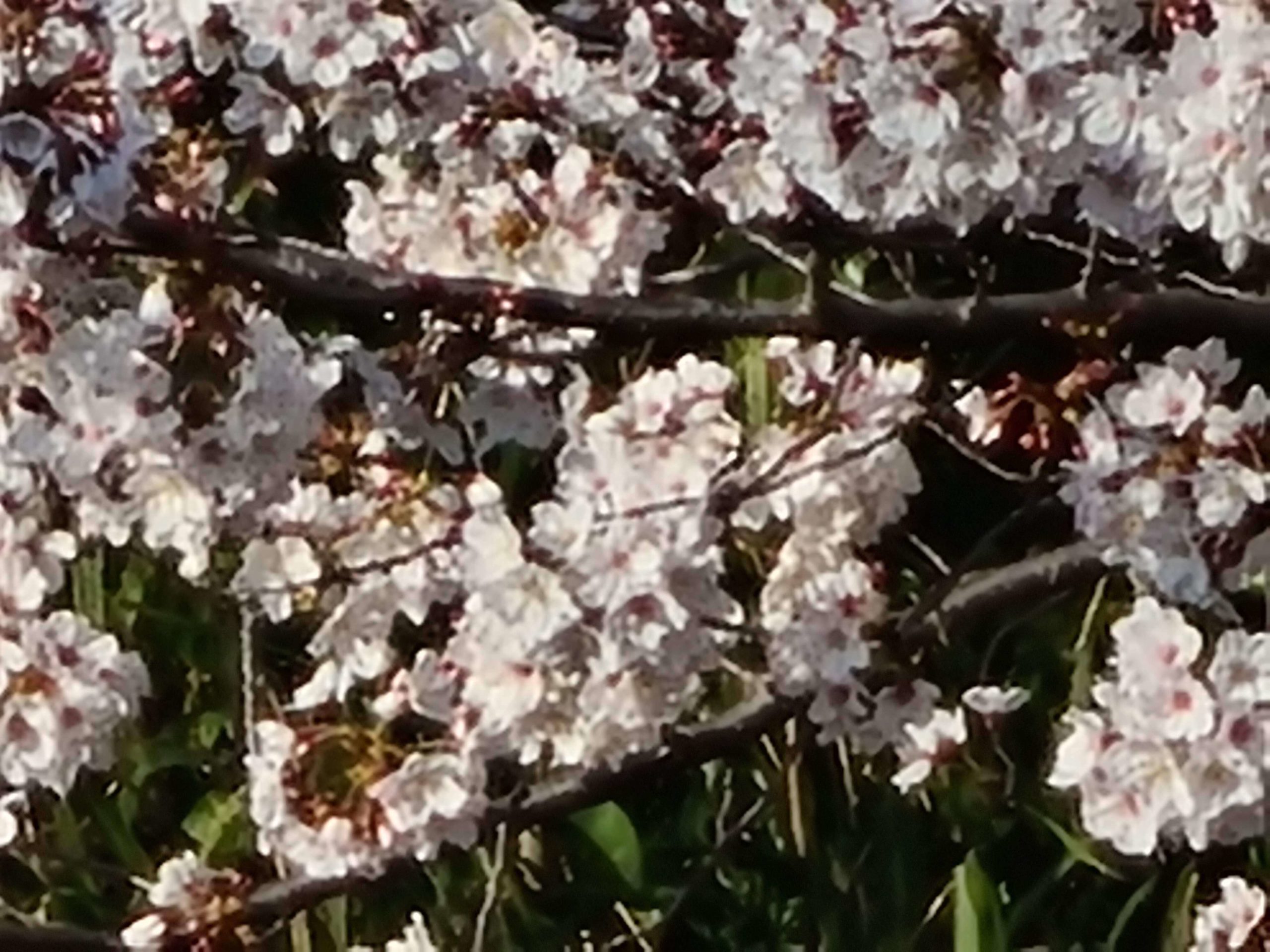 Galaxy S20+ 作例　桜