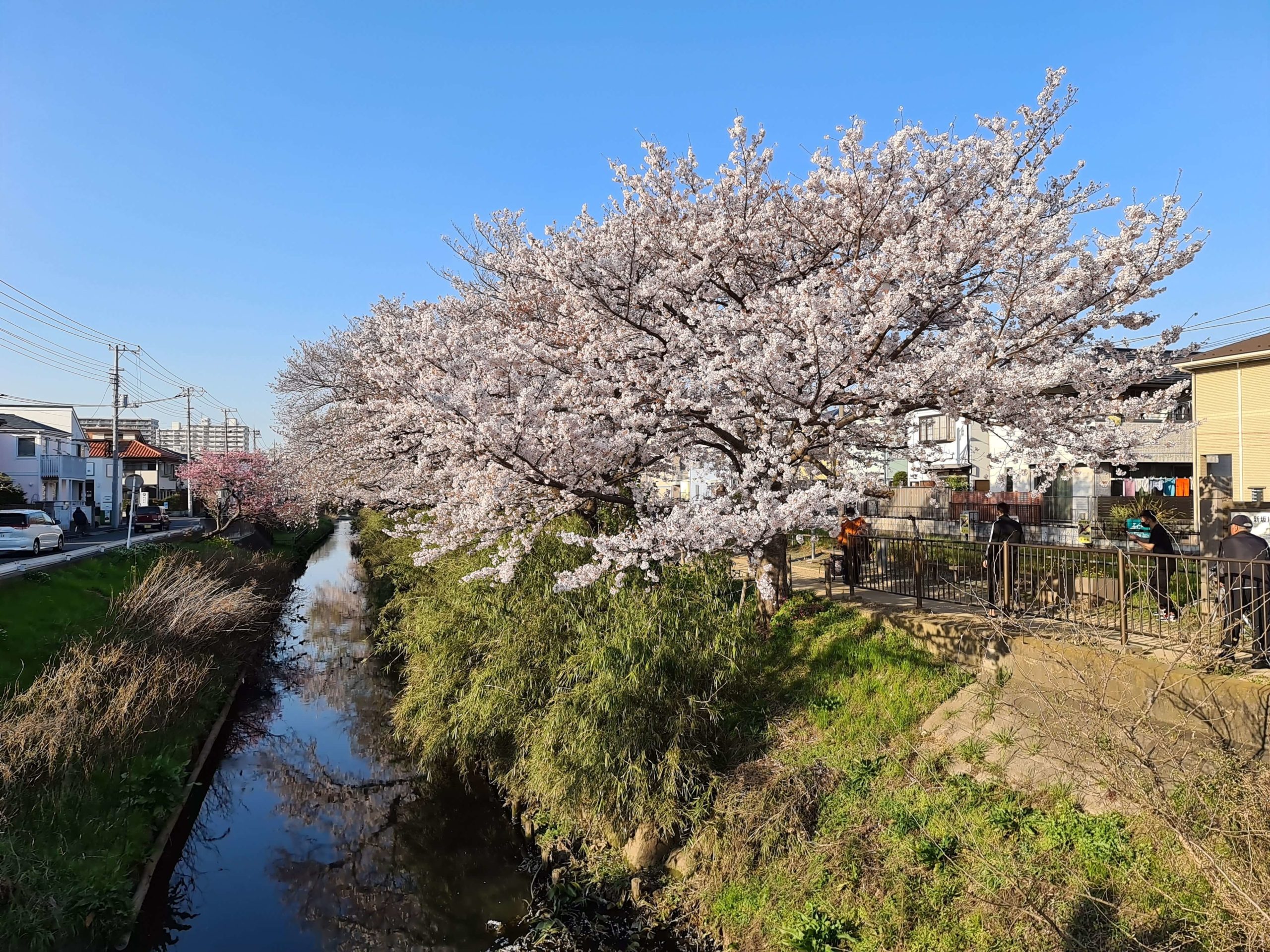 Galaxy S20 Ultra 作例　桜