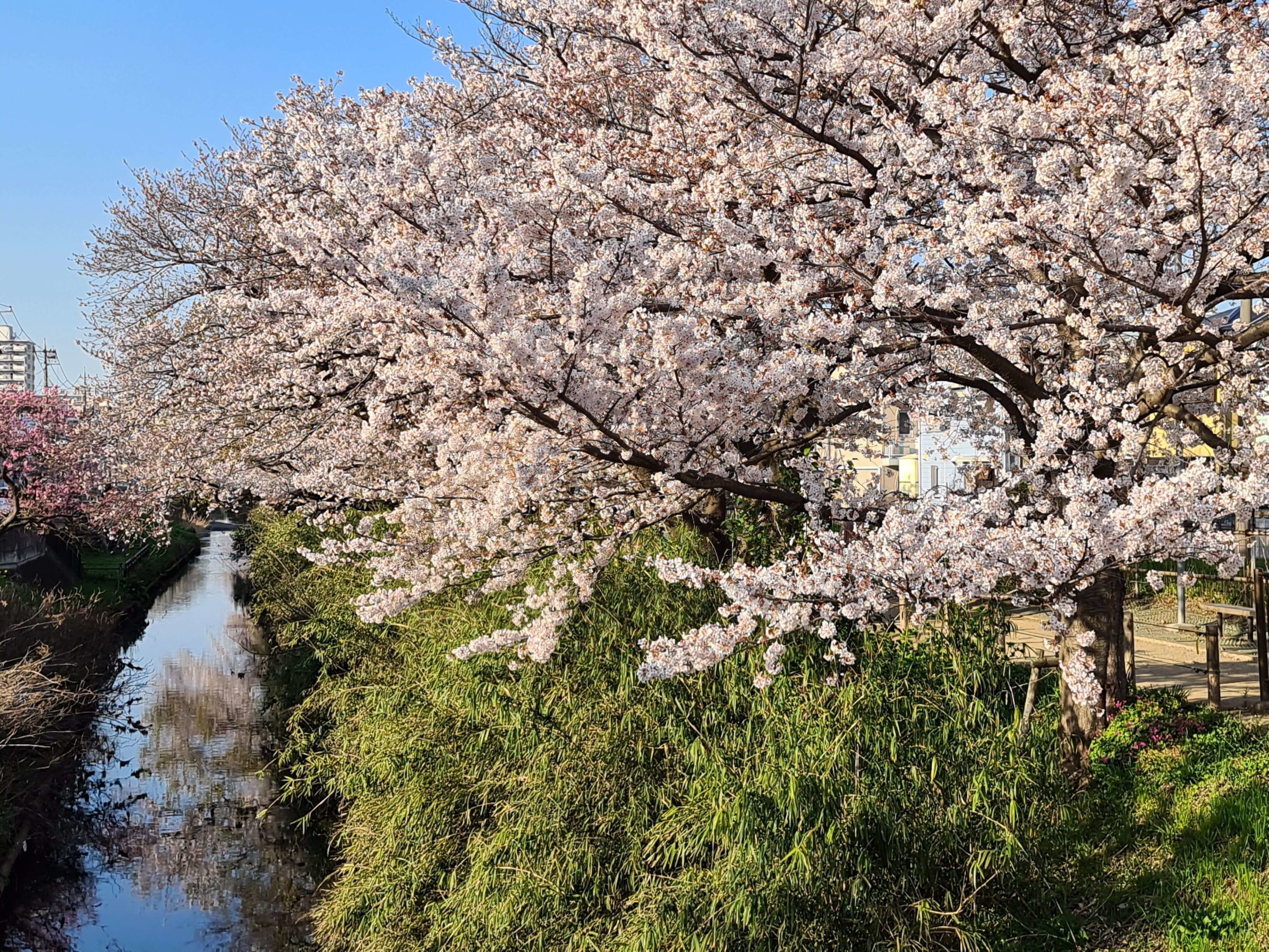 Galaxy S20 Ultra 作例　桜